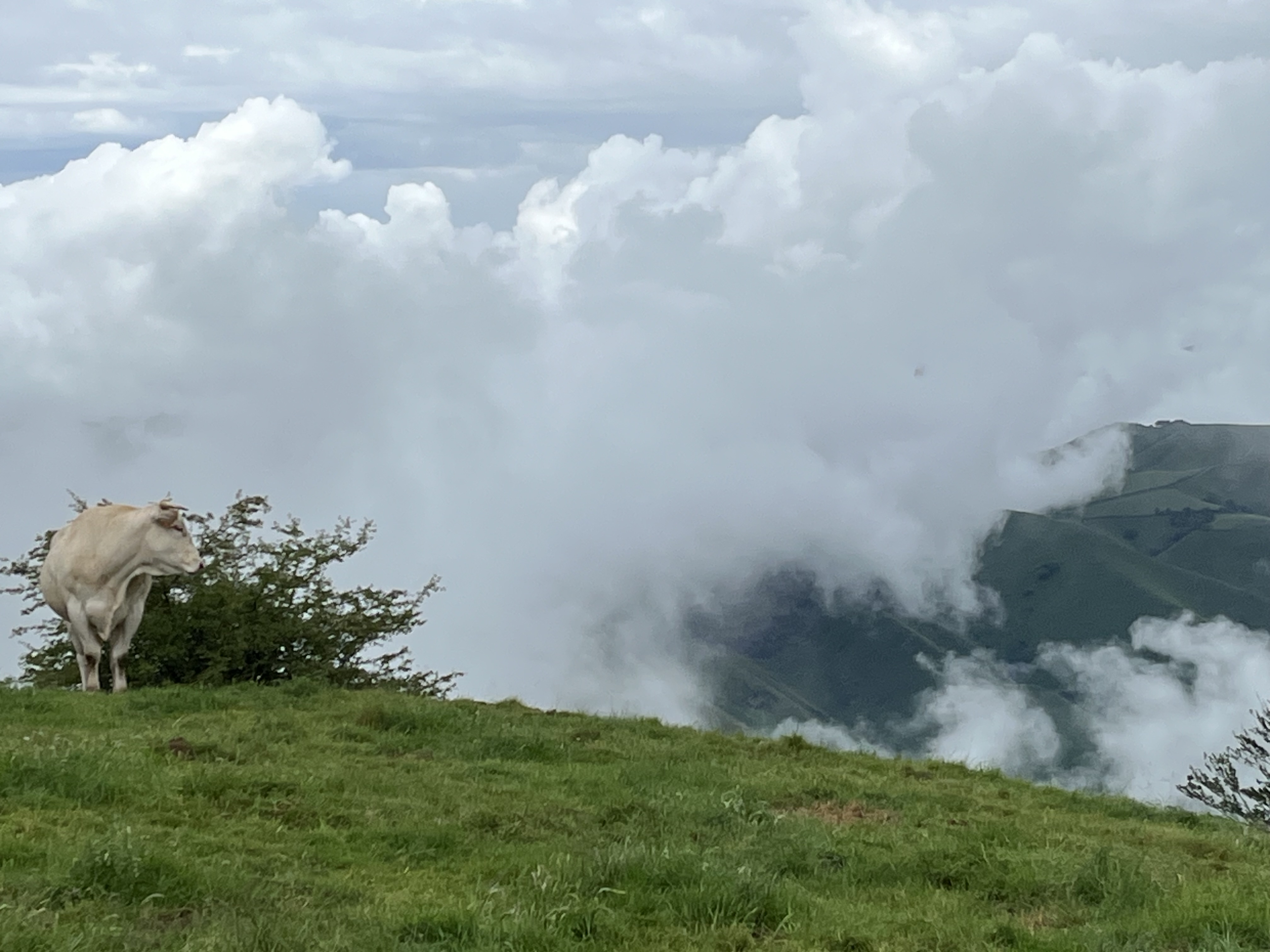 A pale cow standing at the edge of a grassy summit as clouds spill over the ridge behind it
