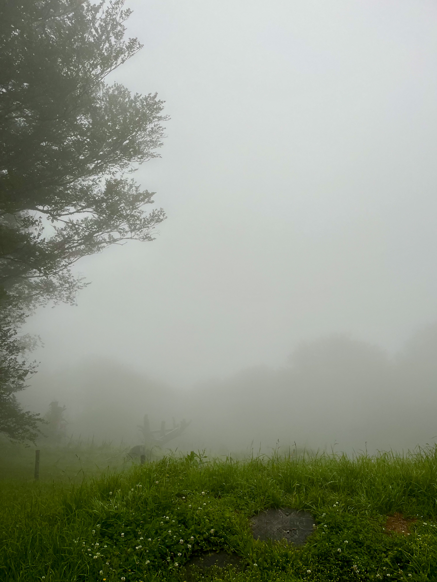 A tree dissolving into thick morning fog over wet grass