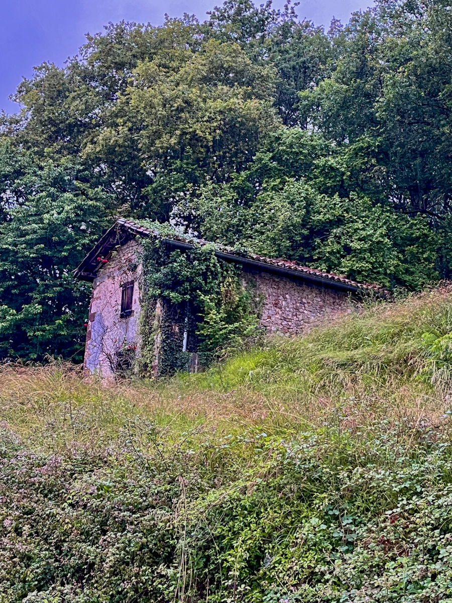 An old stone house half-swallowed by ivy and tall grass on a hillside