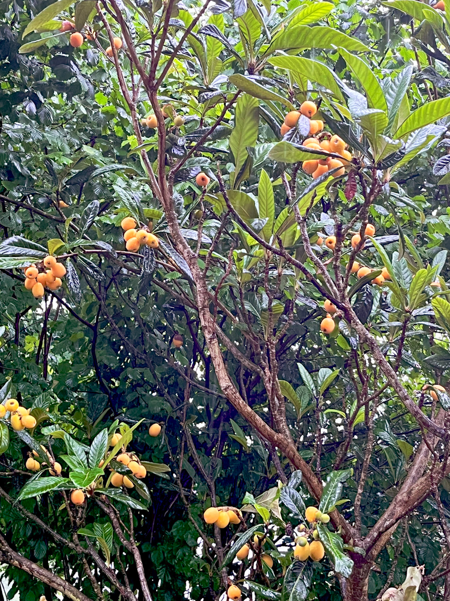 A loquat tree heavy with orange fruit among glossy green leaves