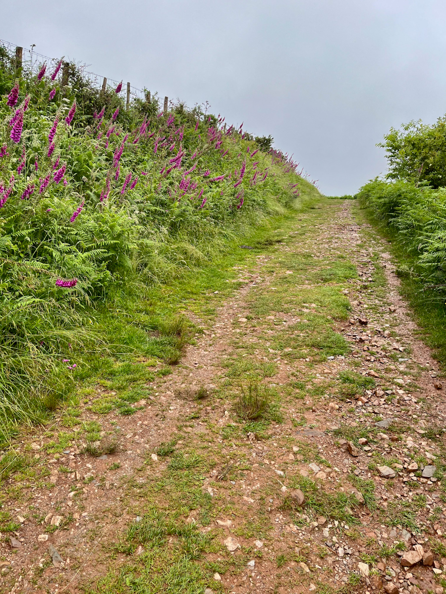 A stony dirt path climbing a hill, lined with purple foxgloves under a pale sky