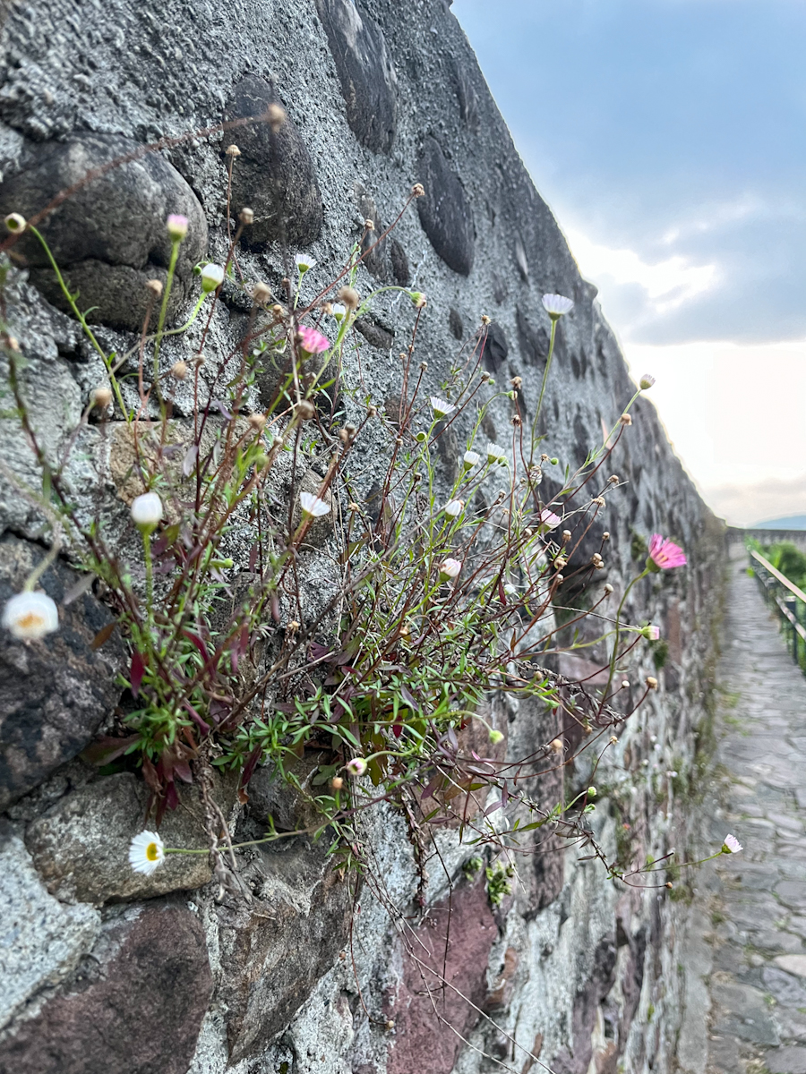 Small wildflowers growing from the cracks of an ancient stone rampart