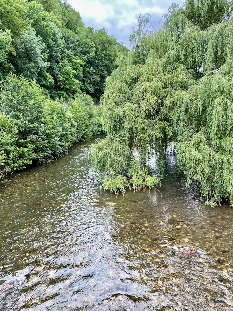 A weeping willow trailing into a shallow river among green trees