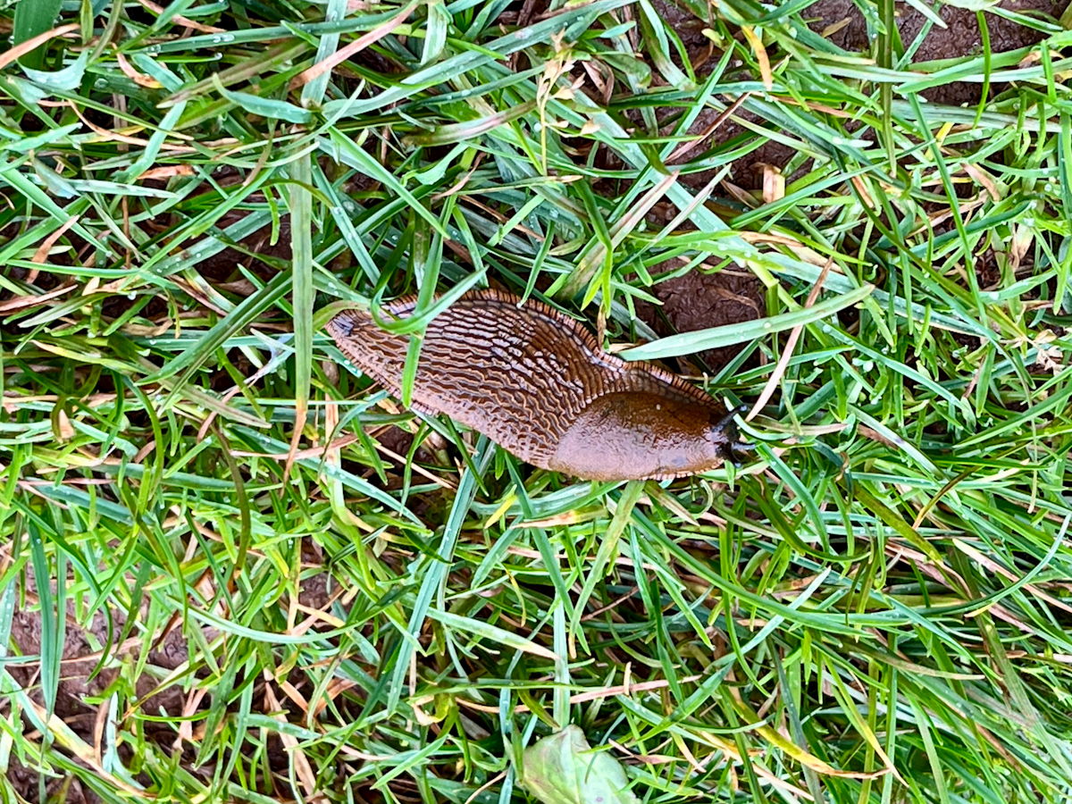 A brown slug crossing dewy grass, seen from above