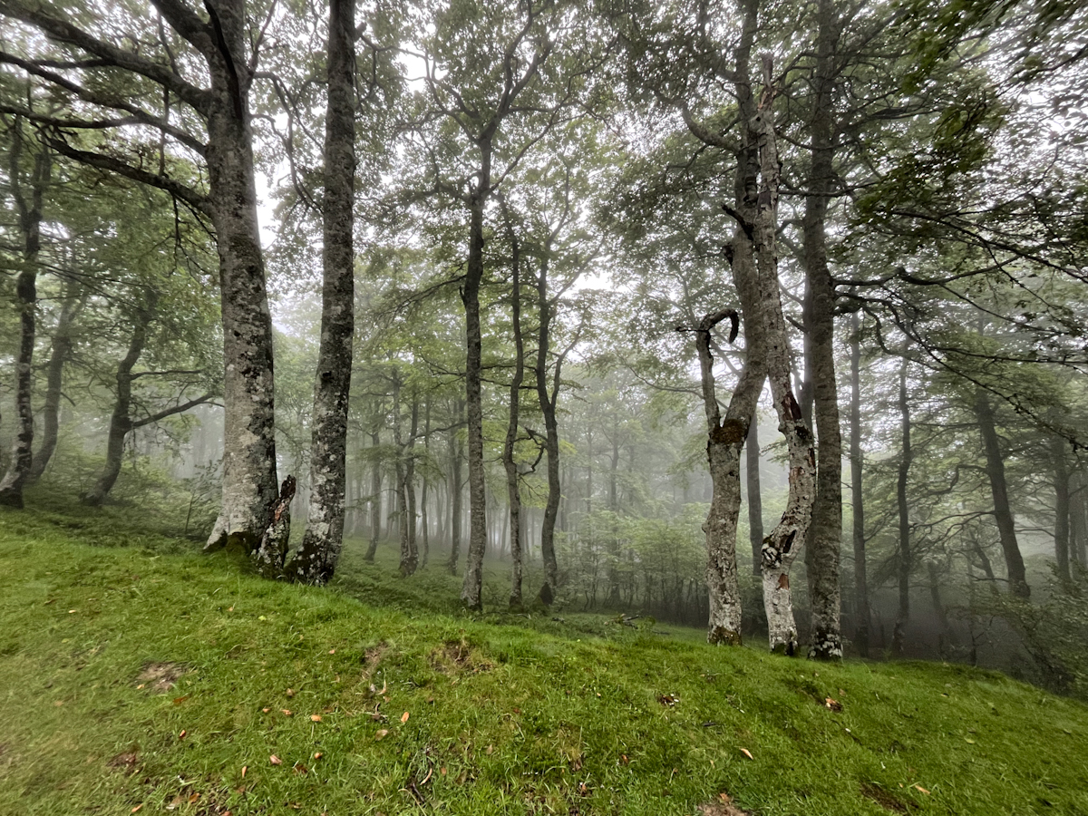 Pale-barked trees standing in a misty beech forest