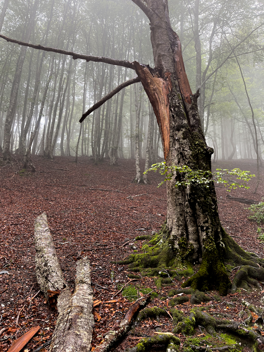 A tree trunk broken and torn open, with fresh green leaves still sprouting from the wound