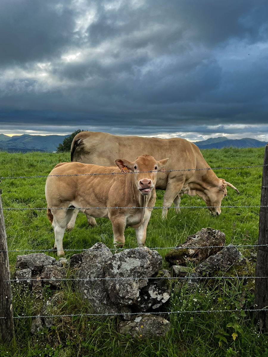 A calf and its mother grazing behind a barbed wire fence and stone wall, dark clouds overhead